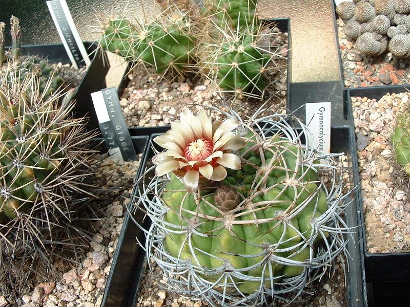 Gymnocalycium spec..JPG